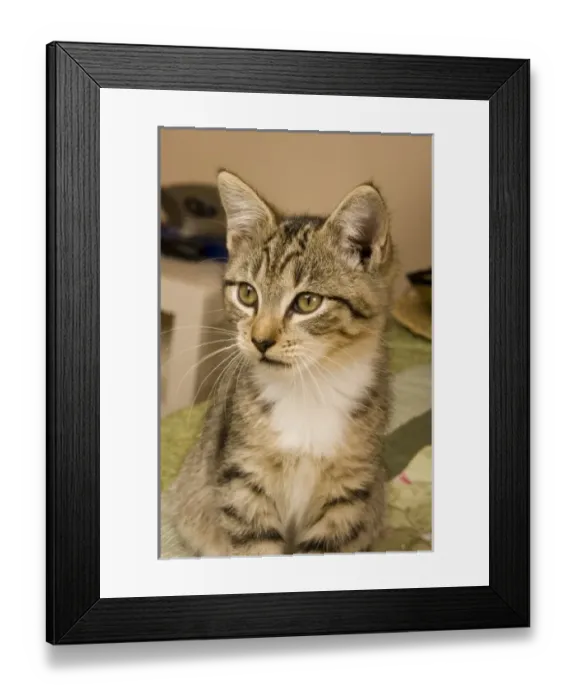 Framed Print : Nature, Fauna Framed Print : Nature, Fauna