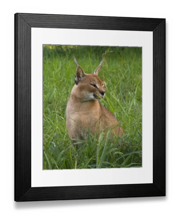 Framed Print : Male Caracal, Felis caracal, Emdonemi Cat Rehab, Hluhulwe, South Africa Framed Print : Male Caracal, Felis caracal, Emdonemi Cat Rehab, Hluhulwe, South Africa