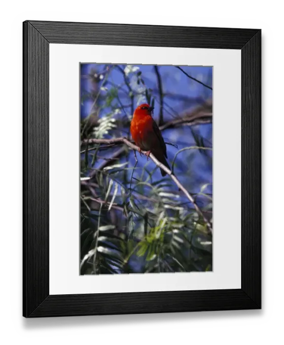 Framed Print : Africa, South Africa. Unidentified Finch species Framed Print : Africa, South Africa. Unidentified Finch species