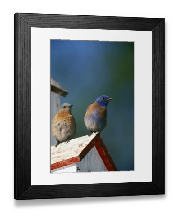 Framed Print : USA, Oregon. Male and female Western Bluebirds (Sialia mexicana) Framed Print : USA, Oregon. Male and female Western Bluebirds (Sialia mexicana)