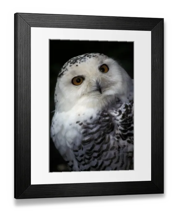 Framed Print : Snowy Owl Framed Print : Snowy Owl