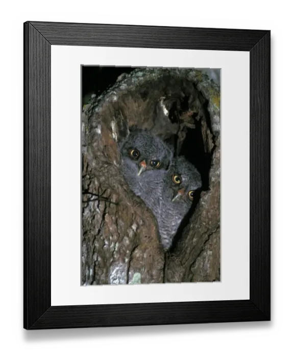 Framed Print : Screech Owl chicks in nest Framed Print : Screech Owl chicks in nest