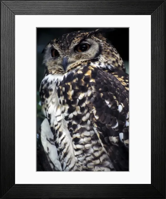 Framed Print : Nature, Fauna Framed Print : Nature, Fauna