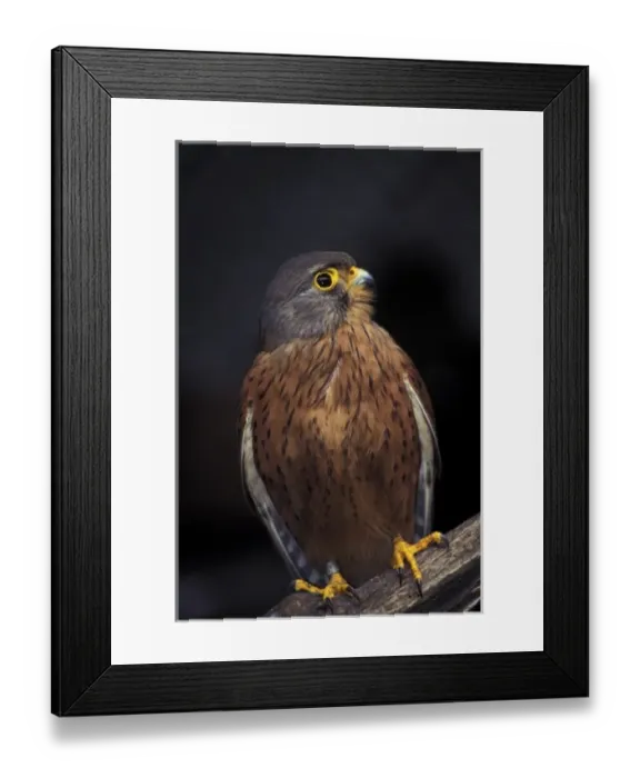 Framed Print : Kestrel on perch