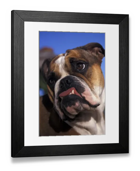 Framed Print : English Bulldog Framed Print : English Bulldog