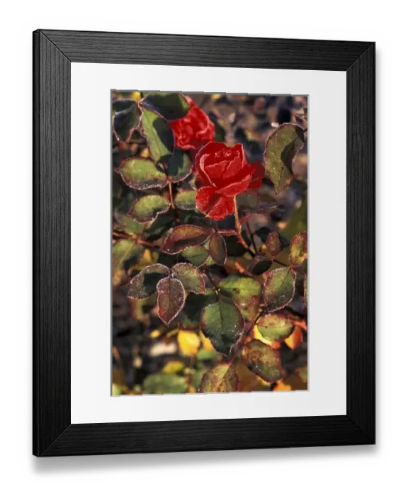 Framed Print : Frost covered rose