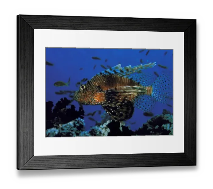Framed Print : Close up of Lionfish