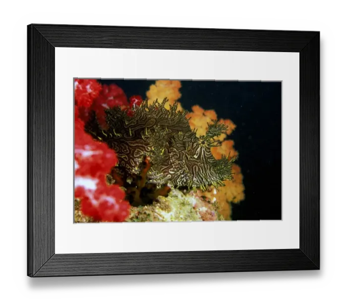 Framed Print : Close up of Weedy Scorpionfish, or rhinopia apanes Framed Print : Close up of Weedy Scorpionfish, or rhinopia apanes