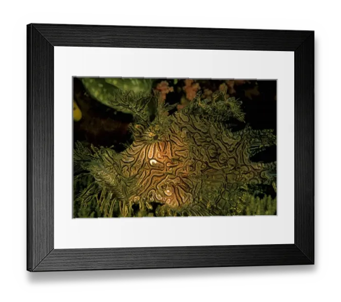 Framed Print : Close up of Weedy Scorpionfish, rhinopias aphanes