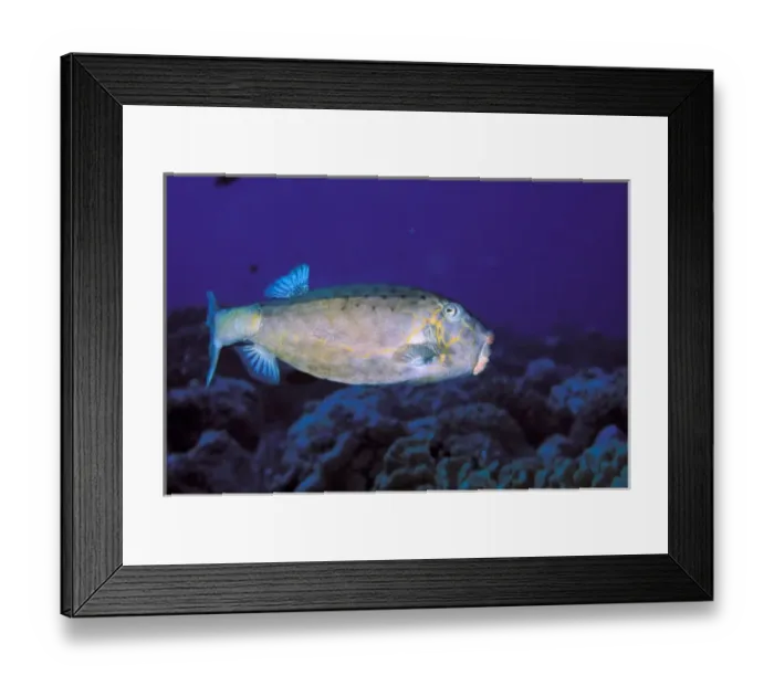 Framed Print : Close up of boxfish, or ostracion immaculatus Framed Print : Close up of boxfish, or ostracion immaculatus