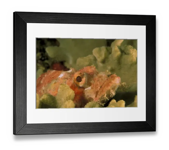Framed Print : Smallscale scorpionfish, or scorpaenopsis oxycephalus Framed Print : Smallscale scorpionfish, or scorpaenopsis oxycephalus
