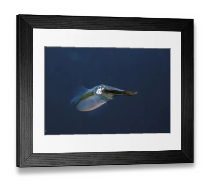 Framed Print : Close up of bigfin reef squid, or sepioteuthis lessoniana Framed Print : Close up of bigfin reef squid, or sepioteuthis lessoniana