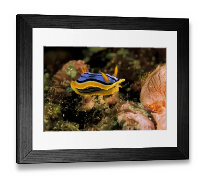 Framed Print : Nature, Fauna Framed Print : Nature, Fauna