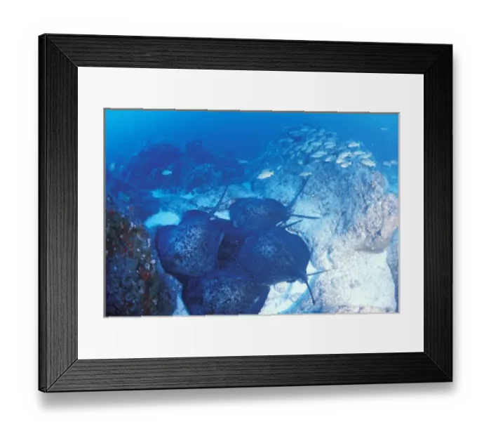 Framed Print : Close up of male marbled rays pursuing female, or taeniura meyeci