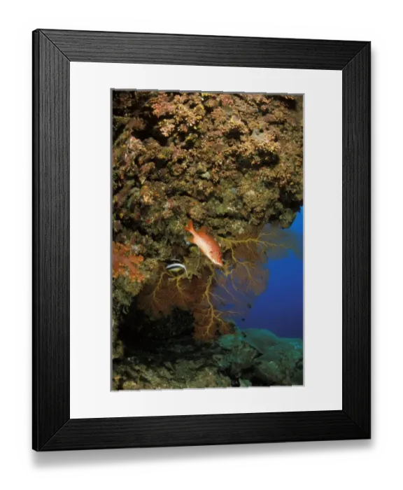 Framed Print : View of a fish near coral Framed Print : View of a fish near coral