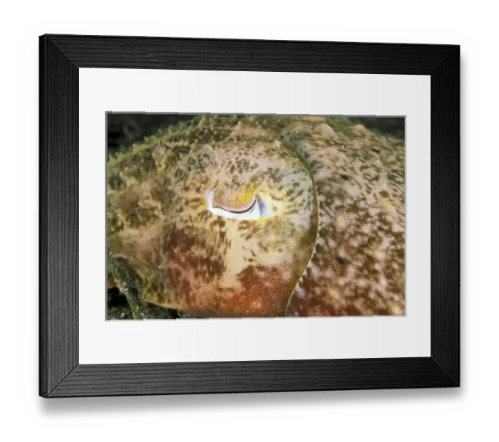 Framed Print : Nature, Fauna Framed Print : Nature, Fauna
