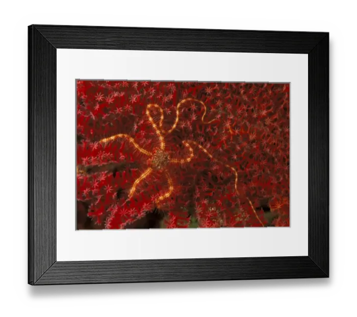Framed Print : Close up of brittle star on coral Framed Print : Close up of brittle star on coral