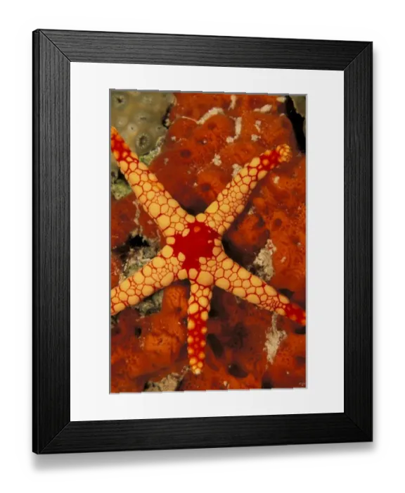 Framed Print : Close up of a starfish