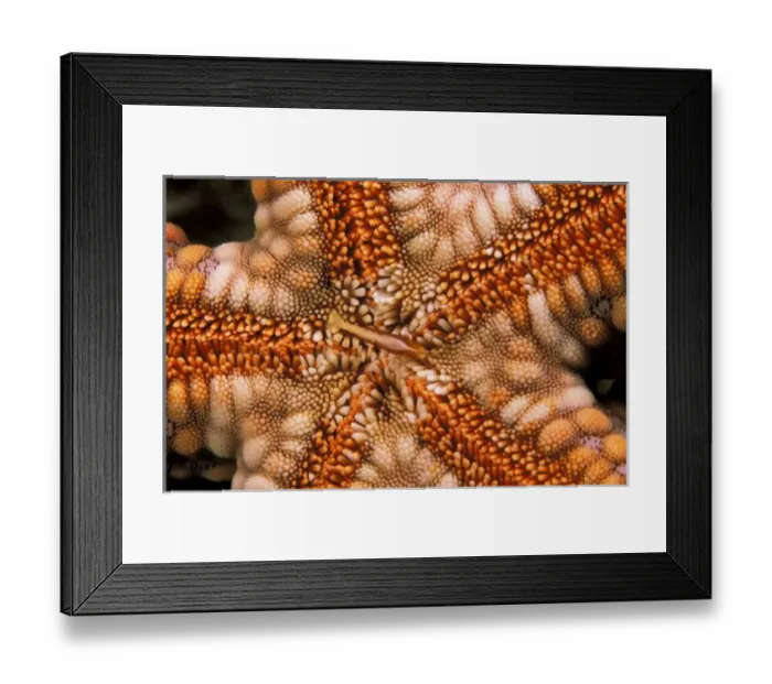Framed Print : Close up of starfish mouth Framed Print : Close up of starfish mouth