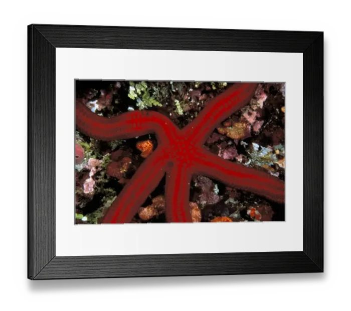 Framed Print : Close up of starfish, or leiaster leachii