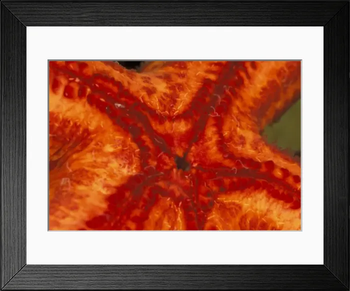 Framed Print : Starfish mouth Framed Print : Starfish mouth
