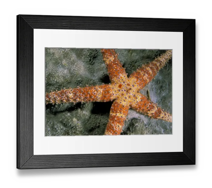 Framed Print : Close up of starfish Framed Print : Close up of starfish