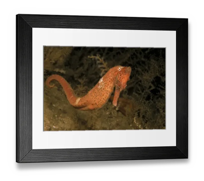 Framed Print : United States of America, Florida. The lined seahorse, or hippocampub erectus Framed Print : United States of America, Florida. The lined seahorse, or hippocampub erectus