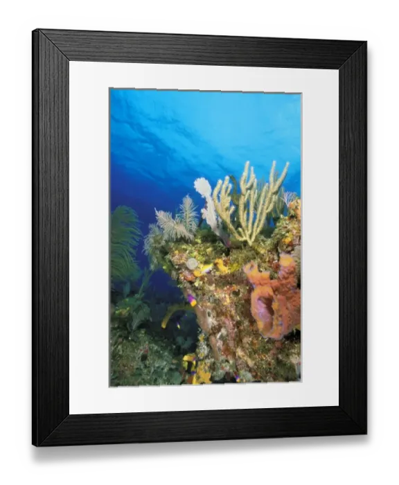Framed Print : Caribbean. Reef