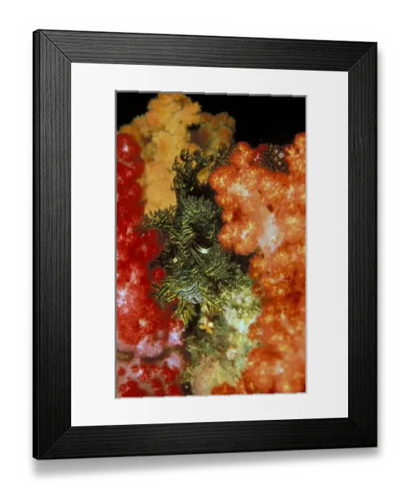 Framed Print : Close up of scorpionfish, or rhinopias aphanes