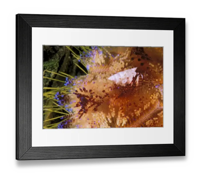 Framed Print : Close up of shell on fire urchin Framed Print : Close up of shell on fire urchin