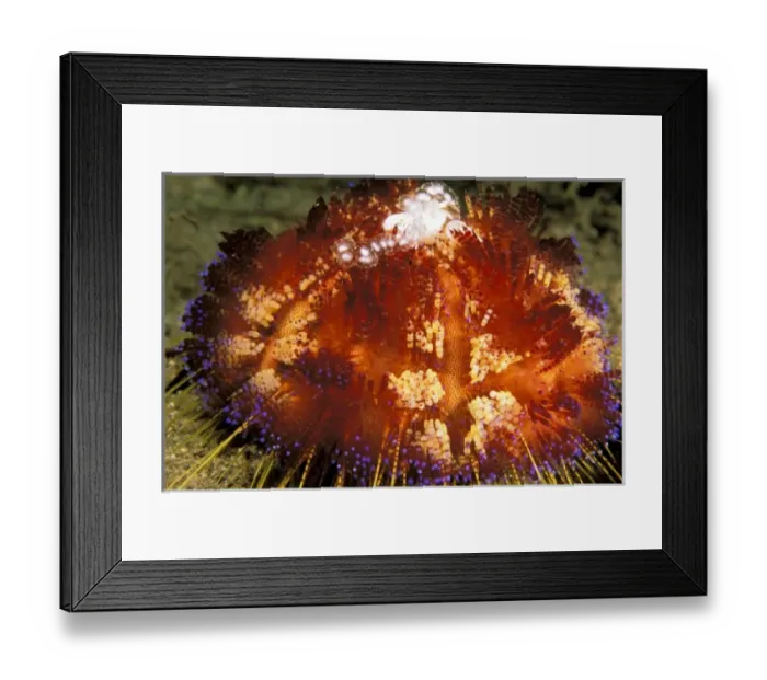 Framed Print : Close up of fire urchin Framed Print : Close up of fire urchin