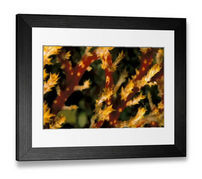 Framed Print : Close up of soft coral
