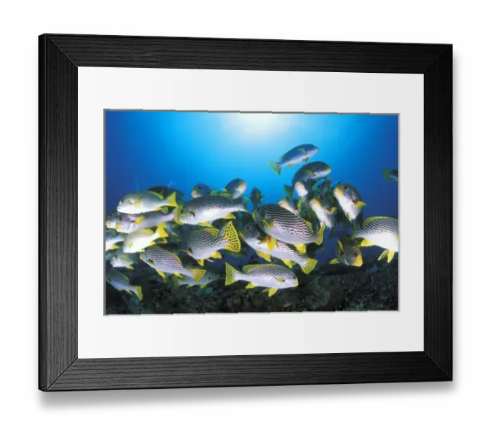 Framed Print : Close up on a school of oriental sweetlips, or plectorhinchus vittatus
