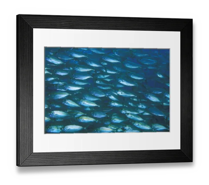 Framed Print : School of small fish Framed Print : School of small fish