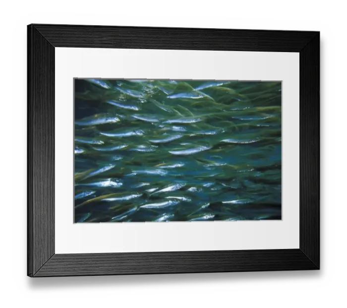 Framed Print : Close up of school of anchovy