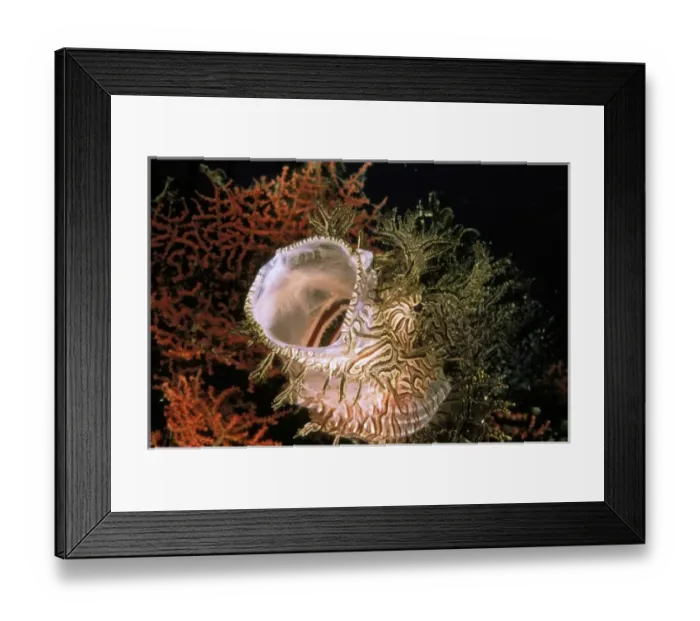 Framed Print : Merlots scorpionfish, or rhinopias Framed Print : Merlots scorpionfish, or rhinopias