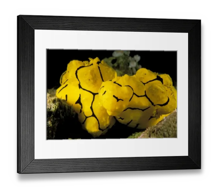 Framed Print : Nature, Fauna Framed Print : Nature, Fauna