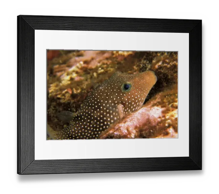 Framed Print : Close up of whitespotted puffer, or canthigaster jactator Framed Print : Close up of whitespotted puffer, or canthigaster jactator