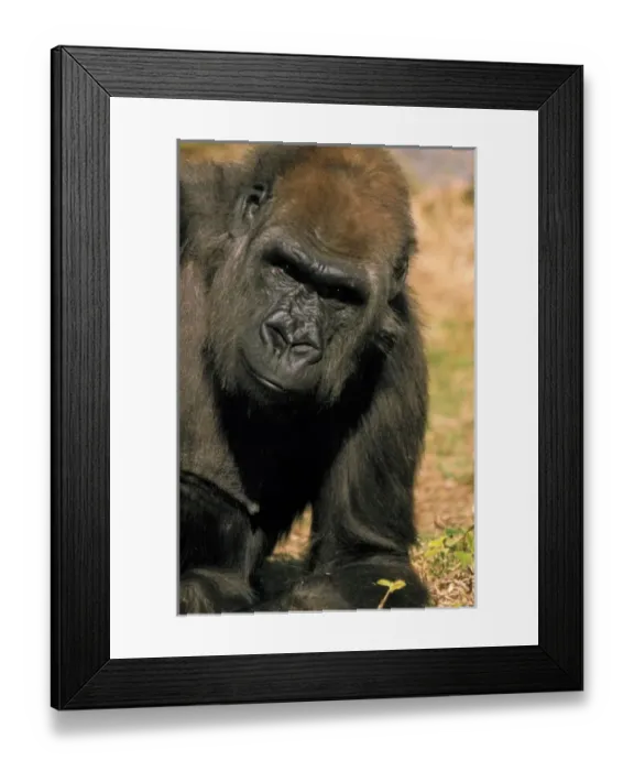 Framed Print : Nature, Fauna