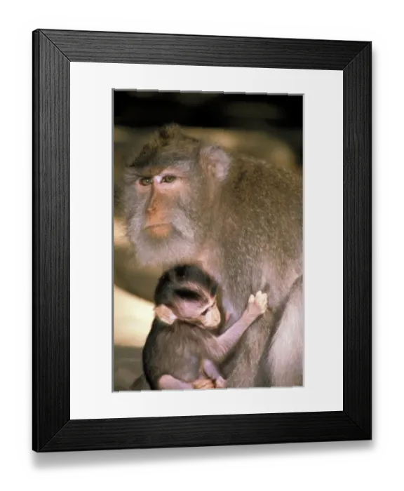 Framed Print : Indonesia, Bali. Macaque on temple grounds Framed Print : Indonesia, Bali. Macaque on temple grounds