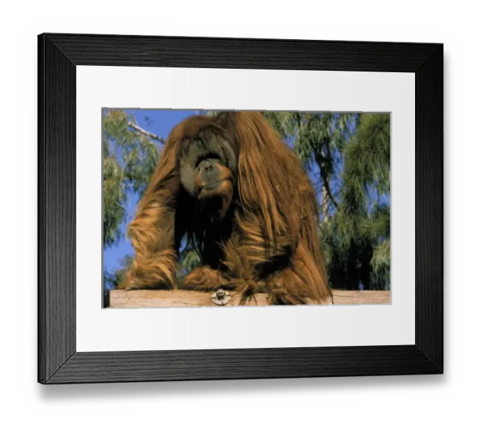 Framed Print : Captive orangutan, or pongo pygmaeus