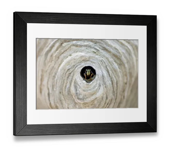 Framed Print : Nature, Fauna Framed Print : Nature, Fauna