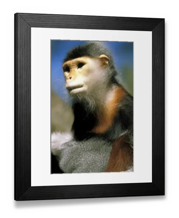 Framed Print : Captive douc langur, or pygathrix nemaeus nemaeus Framed Print : Captive douc langur, or pygathrix nemaeus nemaeus
