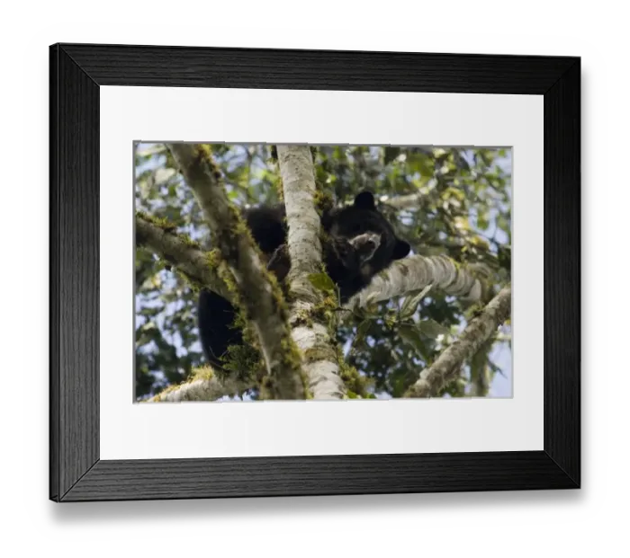 Framed Print : Spectacled or Andean Bear (Tremarctos ornatus) wild adolescent male feeding on fruiting Framed Print : Spectacled or Andean Bear (Tremarctos ornatus) wild adolescent male feeding on fruiting