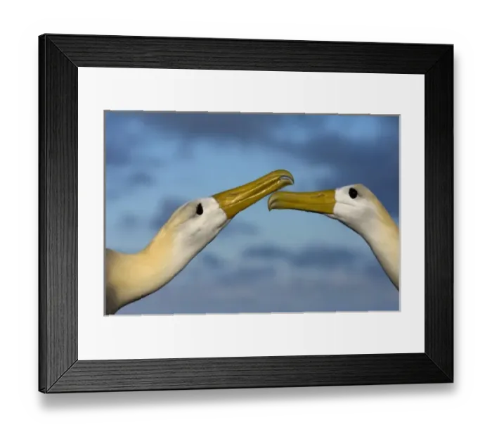 Framed Print : Waved Albatross (Phoebastria irrorata) Courtship. Punta Cevallos, Espanola Island
