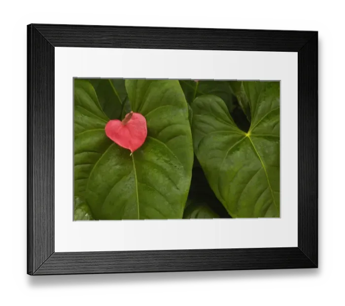 Framed Print : Anthurium (Fam: Araceae, Arthurium sp) growing in the lowlands of Western Ecuador, South America Framed Print : Anthurium (Fam: Araceae, Arthurium sp) growing in the lowlands of Western Ecuador, South America