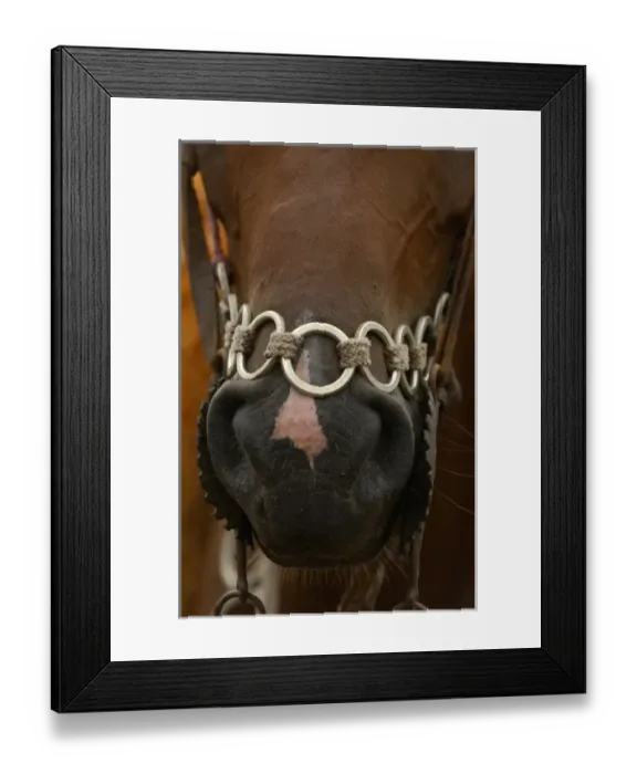 Framed Print : Horse belongs to a Pantanal cowboy Boiadeiro, decorates their clothing and horse Framed Print : Horse belongs to a Pantanal cowboy Boiadeiro, decorates their clothing and horse
