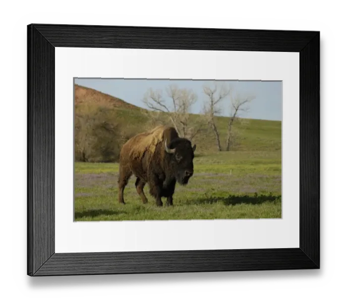 Framed Print : Nature, Fauna