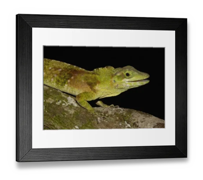 Framed Print : Nature, Fauna Framed Print : Nature, Fauna