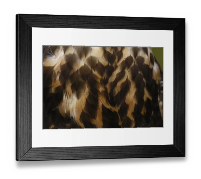 Framed Print : Black-chested Buzzard-Eagle (Geranoaetus melanoleucus, juvenile. Large raptor found